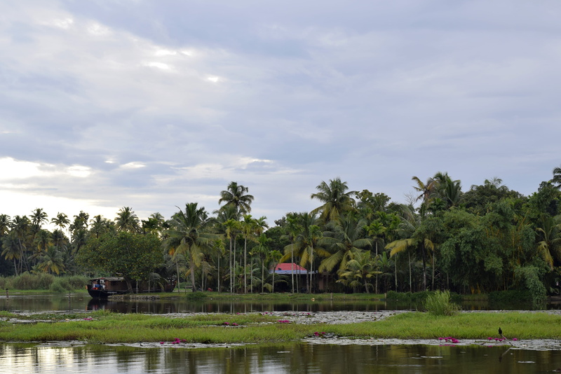 tranquility, tree, nature, lake, plant, kerala, land, coconut, green color, cloud - sky, non-urban scene, tranquil scene, day, waterfront, water, 4K, outdoors