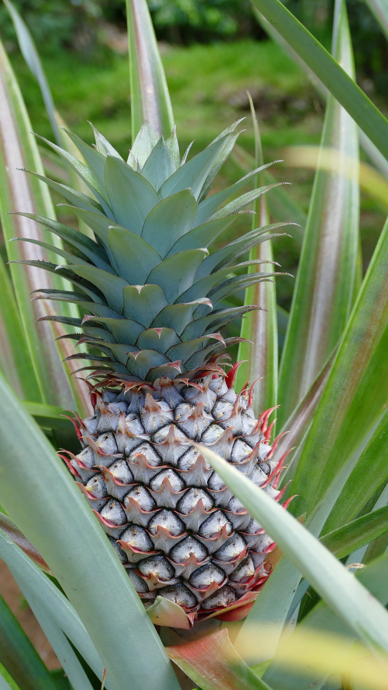growth, focus on foreground, food and drink, plant part, no people, tropical fruit, beauty in nature, garden, plantation, outdoors, mahé, daytime, spice garden