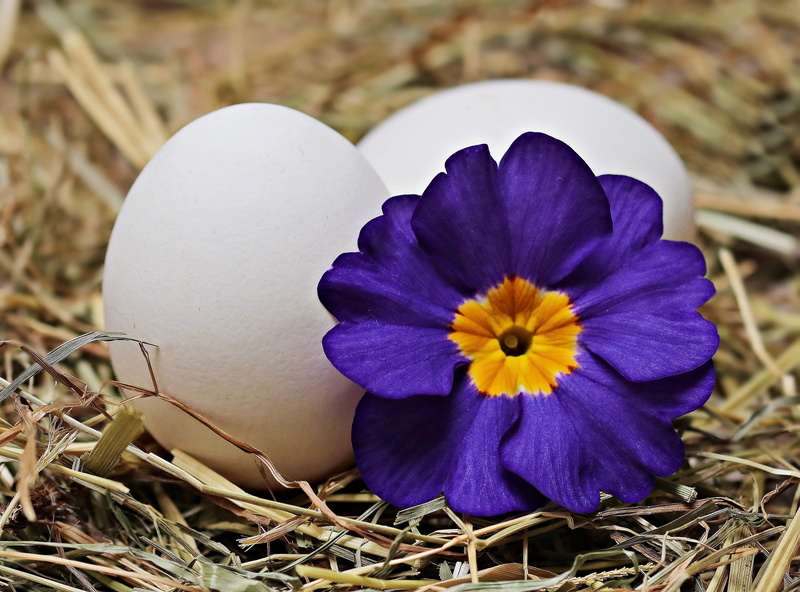 easter, beauty in nature, freshness, healthy, blue, blue flower, blossom, chicken eggs, white eggs, close-up, vulnerability, eggs, egg, flower, straw, focus on foreground