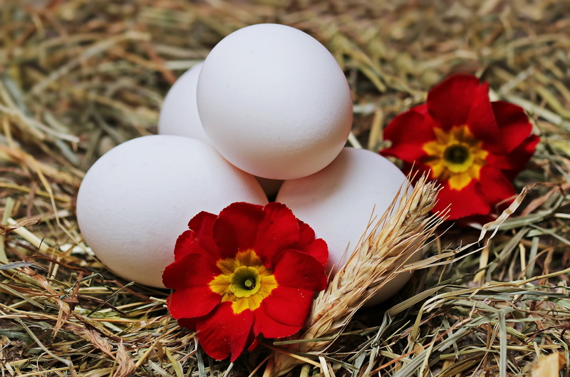 freshness, healthy, grass, nutrition, flowering plant, christmas, chicken product, flowers, tradition, eggs, raw eggs, easter, red, white eggs, 4K, four