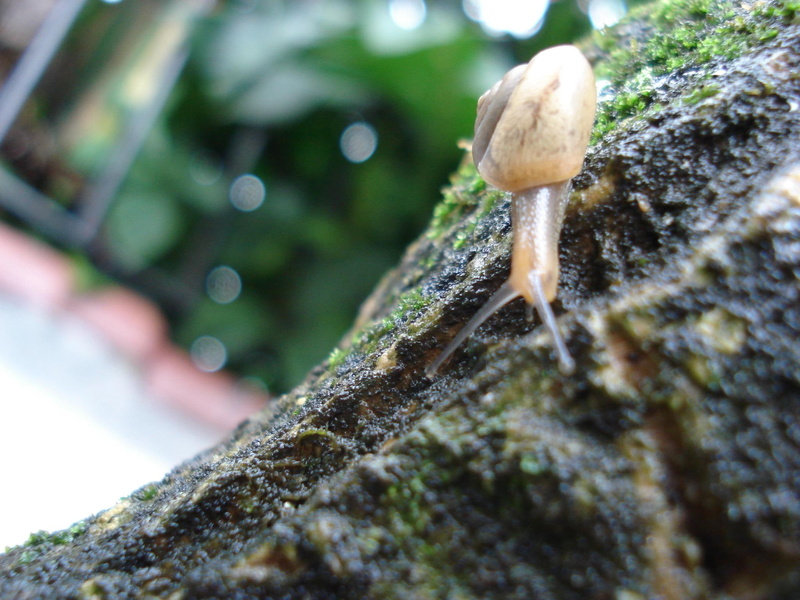 lesma, zoom, size, small, snail, 3d and abstract, nitro, 1080P, super