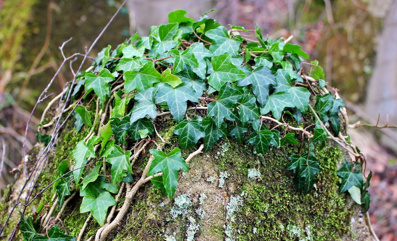 Siegfried Line, food, vegetable, close-up, leafed, focus on foreground, freshness, day, green Color, healthy eating, plant part, Aachen, leaf vegetable