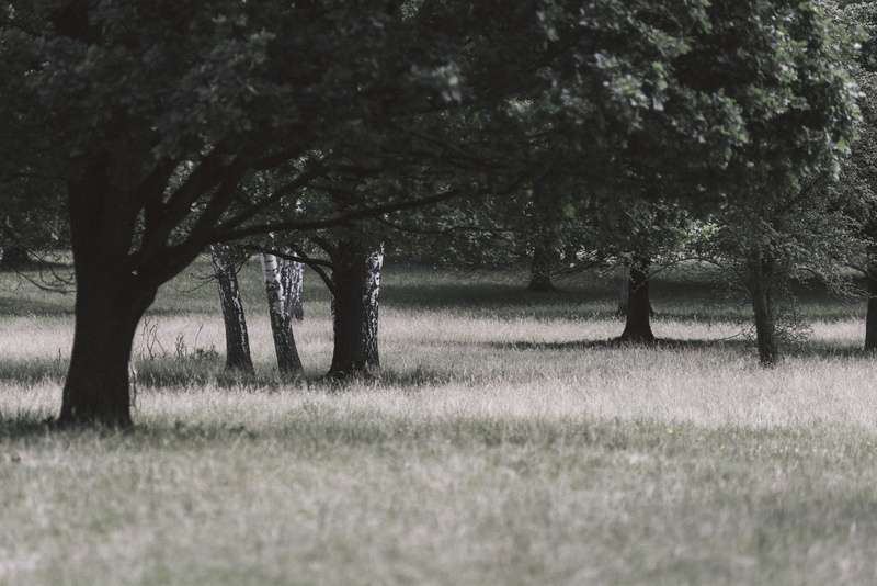 germany, grass, spooky, growth, park, tree, scenics - nature, nrw, plant, no people, field, tranquil scene, outdoors, tree trunk, trunk, tranquility, travelling