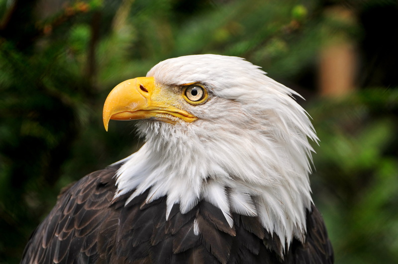 raptor, beautiful, photo, france, black, nikon  d300, wildlife, amnéville, close up, animal, close, bald, eagle - Bird, eagle, nature, uSA, bird of Prey
