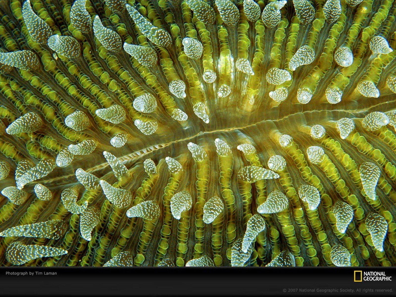 720P, national, fishes, geographic, pictures