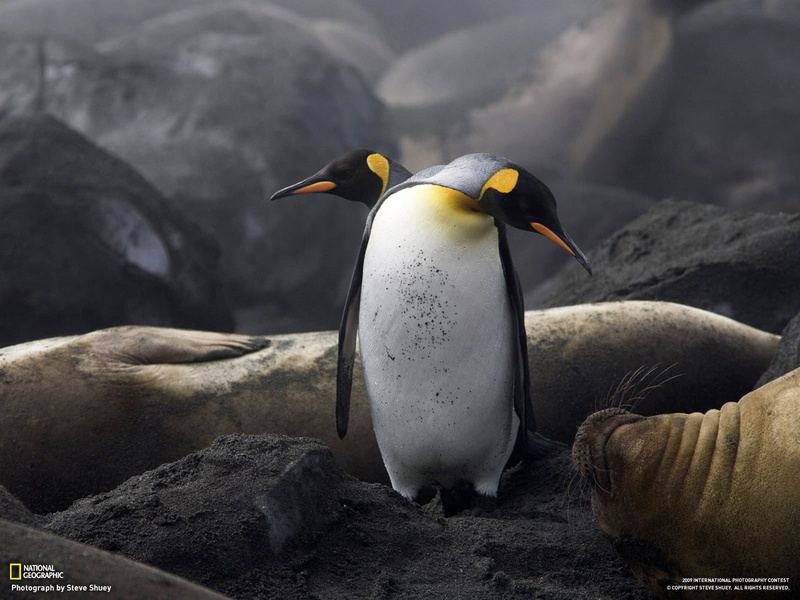 animals, art, hd, BIRDS, geographic, 720P, national geographic, national, Penguins