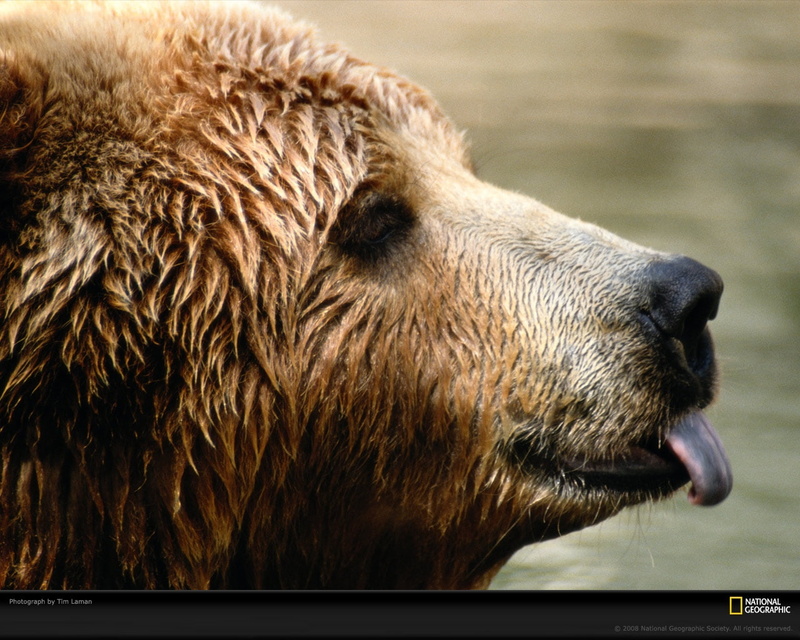 hd, art, national geographic, bears, animals, geographic, national, 720P