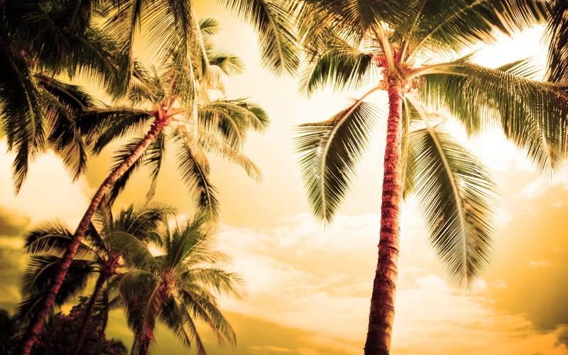 2K, Hawaii, Summer, Hot, Palm, Trees