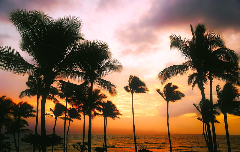 coconut palm tree, dusk, ocean, scenics - nature, palms, tropics, land, palm, tranquility, sun, romantic sky, water, holiday, idyllic, tranquil scene, tropical tree