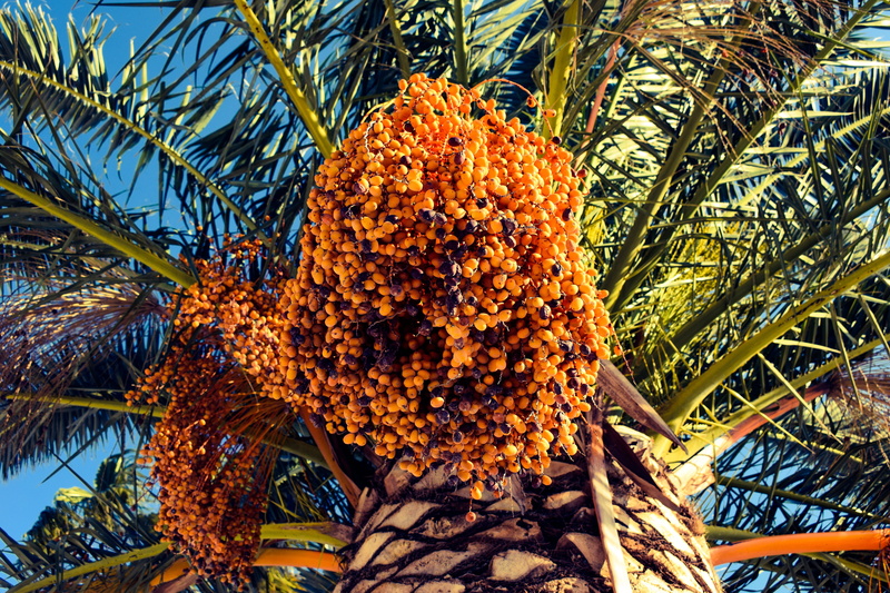 5K, date, outdoors, freshness, close-up, plant, food and drink, Nature, sunlight, one animal, Fruit, healthy eating, no people, ripe, palm tree, Tropical