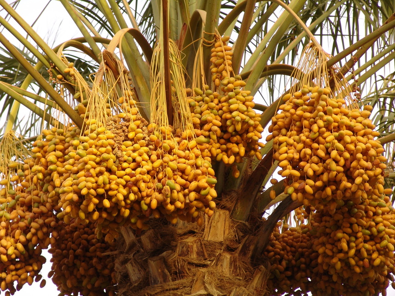 healthy eating, 2K, arbre de date, market, freshness, wellbeing, tree, yellow, date, date palm tree, palm tree, day, tropical fruit, tropical climate