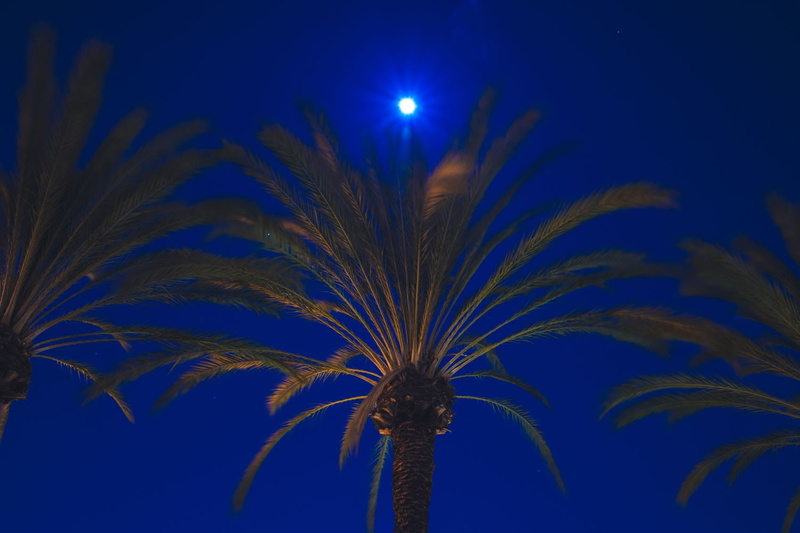 tropical tree, blue, tree, coconut palm tree, tropical climate, night, moonlight, 720P, painting, no people, outdoors, abstract, clear sky, growth, date palm tree