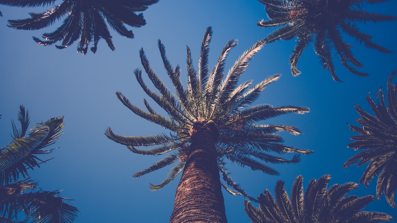 low angle view, tropical climate, plant, 5K, date palm tree, nature, leaf, palm tree, palm leaf, blue, tree, palm trees, clear sky, tree trunk, sky, tranquility