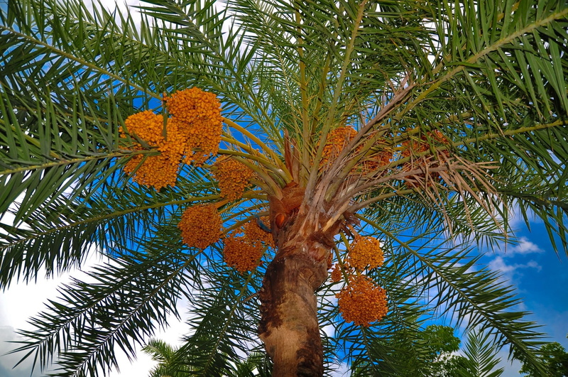 branch, 1080P, outdoors, day, sky, nature, low angle view, pine tree, leaf, no people, palm tree, growth, coniferous tree, tropical climate, palm tree high resolution desktop backgrounds