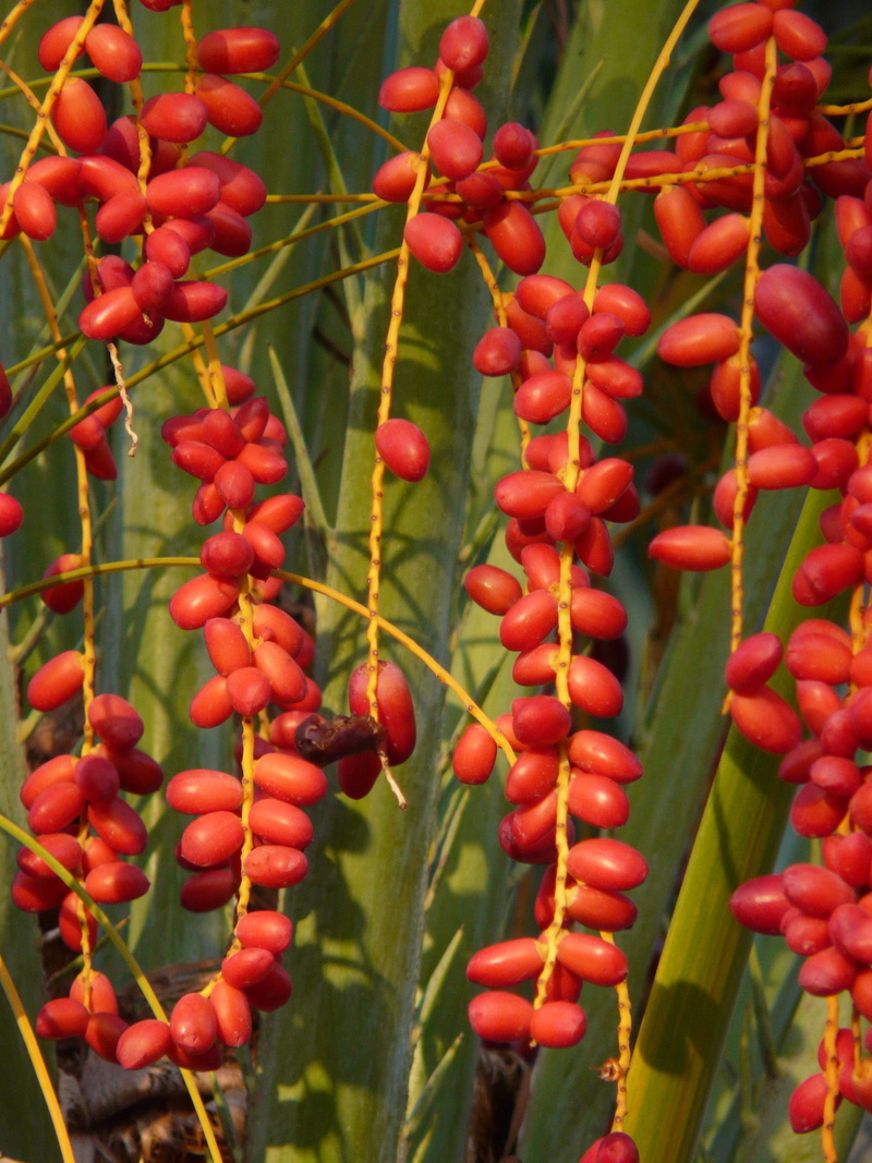 leaf, phoenix, 2K, day, date palm, ripe, tree, infructescence, date, palm tree, plant, outdoors, abundance, nature, tropical, no people, berry fruit, phoenix palm