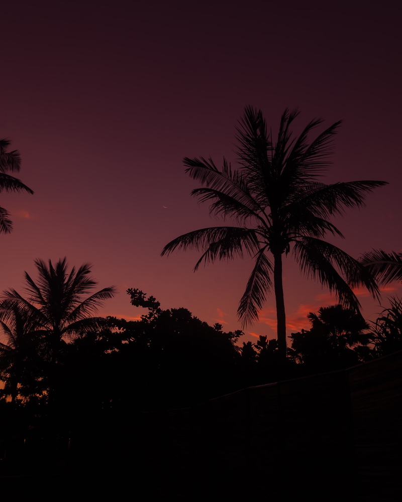 night, tranquility, palm leaf, plant, travel, island, tree, beach, travel Destinations, backgrounds, outdoors, 4K, vacations, coastline, beauty In Nature