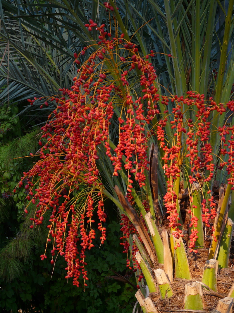 red, tropical, date fruit, beauty in nature, dates, phoenix palm, Date Palm, vulnerability, close-up, date, plant part, palm tree, infructescence, berries