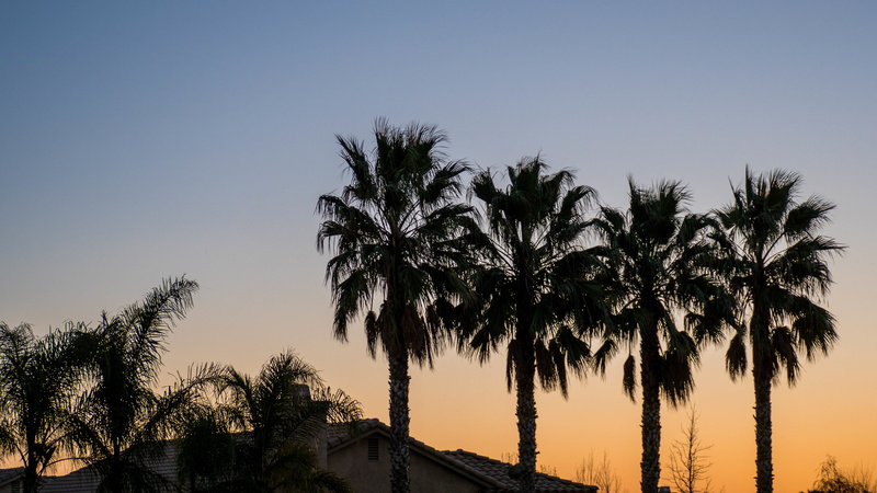 sunset, coconut, copy space, growth, tree, low angle view, 4K, scenics - nature, tranquility, date palm tree, trees, day, outdoor, photo, clear sky, tranquil scene