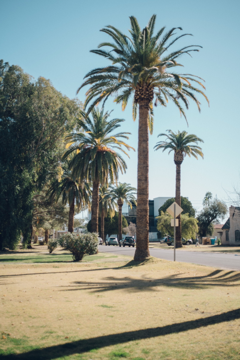 vintage, date palm tree, palm tree, growth, clear sky, tree, film camera, 8K, no people, land, outdoors, day, built structure, sky, plant, architecture