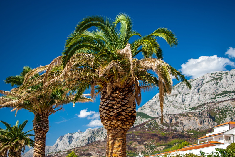 cloud - sky, palm tree, outdoors, street, tropical tree, holiday, plant, tropical climate, croatia, date palm tree, no people, tour, nature, growth, coconut palm tree