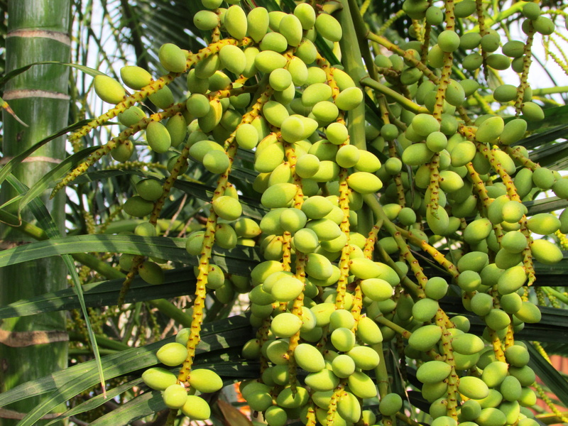Date Palm, agriculture, plant, india, fruit, wellbeing, green color, freshness, palm, dates, hanging, Palm Tree, nature, green, bunch, close-up, 4K, beauty in nature