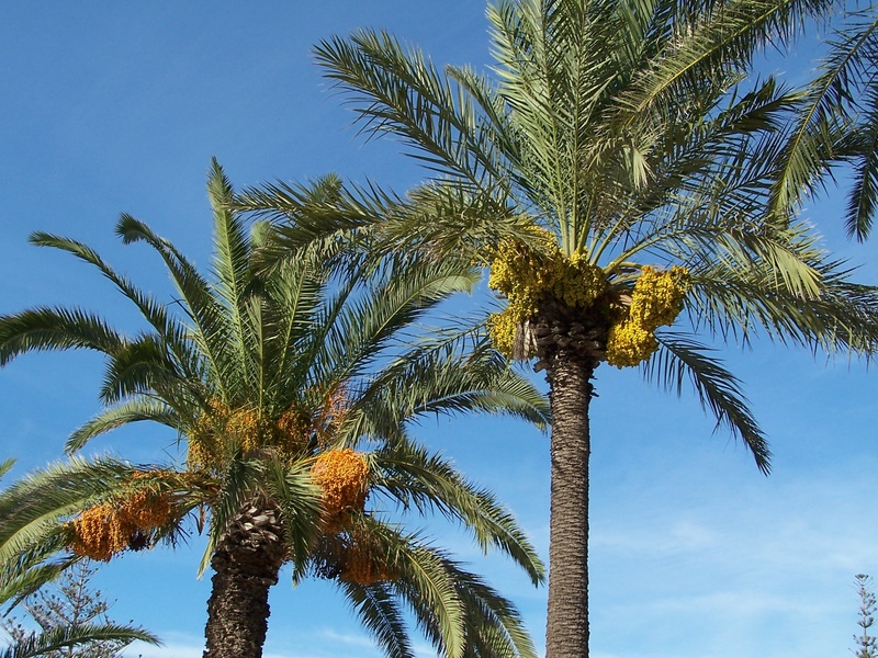 growth, palm leaf, beauty in nature, date palm, tree, low angle view, tropical tree, fruit, tree trunk, coconut palm tree, flora, trunk, plant, no people