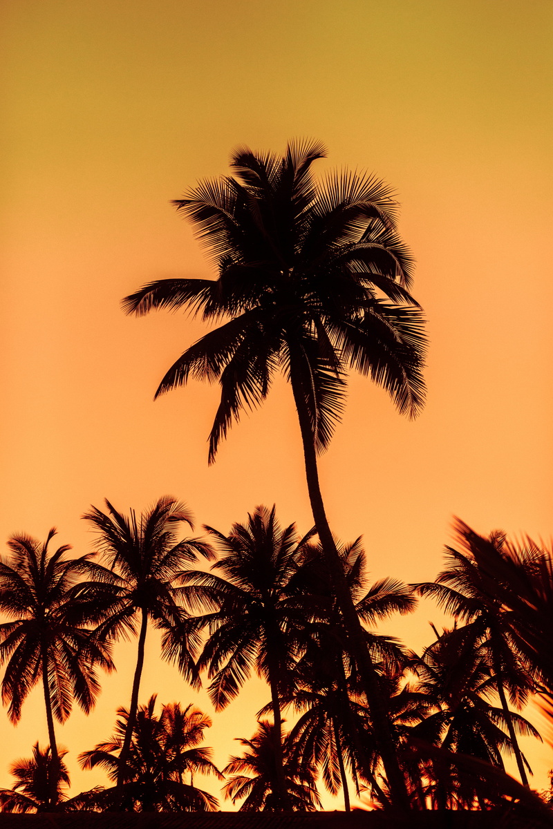 nature, silhouettes, beauty in nature, sunset, palms, tropical tree, plant, tree, coconut palm tree, romantic sky, low angle view, growth, 4K, palm tree