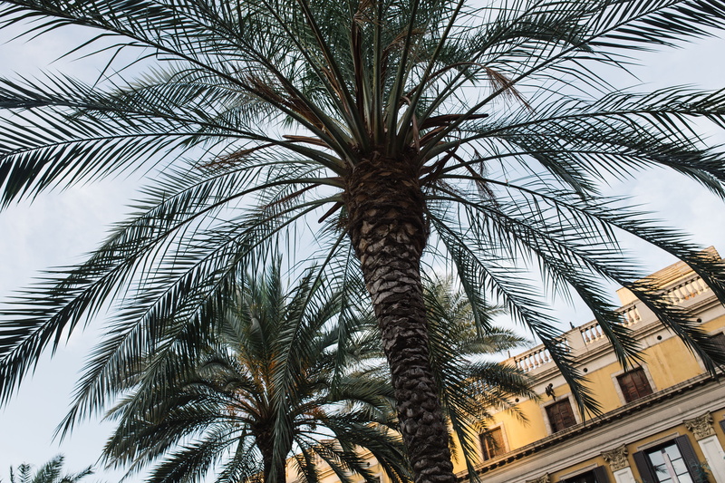 Spain, travel Destinations, palm leaf, tree, barcelona, plant, beauty in nature, trees, tropic, tropical tree, architecture, nature, mediterranean, palm Tree