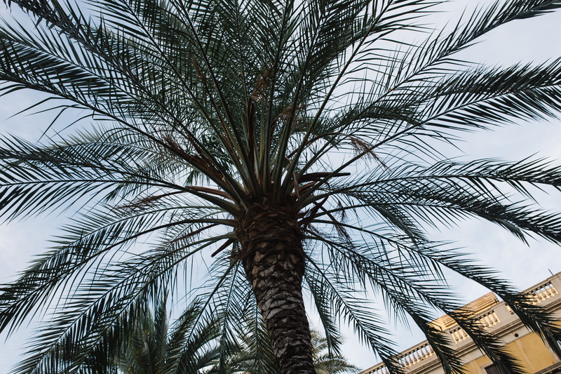 date palm tree, 5K, tropical, tree canopy, travel, Spain, leaf, palm, architecture, nature, palm leaf, beauty in nature, outdoors, palm Tree, frond, trees