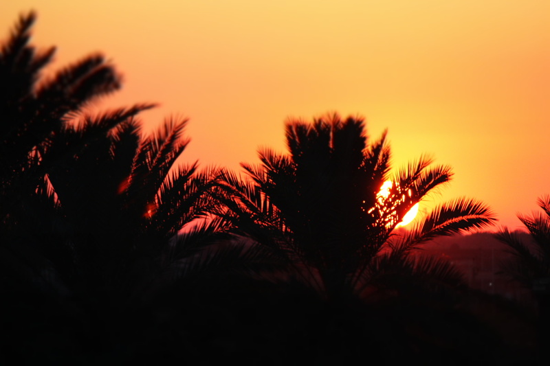 sky, orange, sunset, iraq, palm leaf, orange color, silhouette, non-urban scene, romantic sky, copy space, tranquil scene, idyllic, dark, outdoors, tranquility