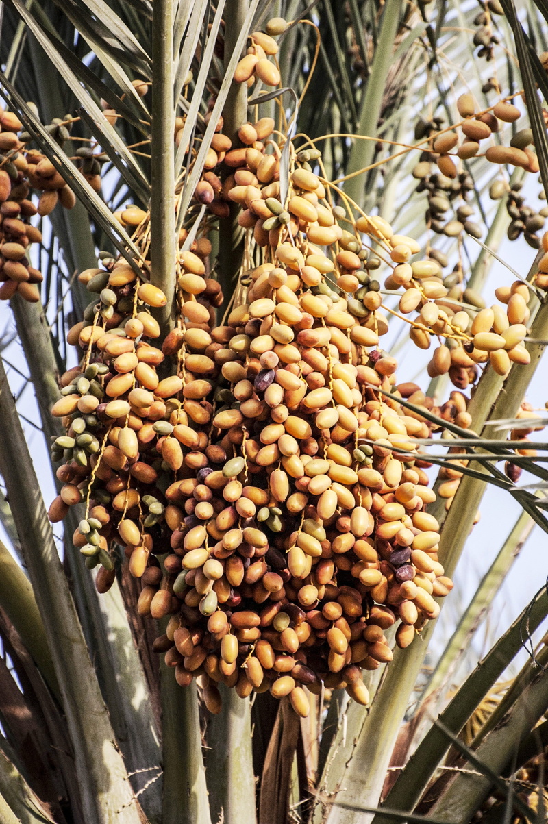 hanging, outdoors, plant, food, food and drink, outdoor, low angle view, ripe, fresh, summer, agriculture, large group of objects, growth, tree, plantation