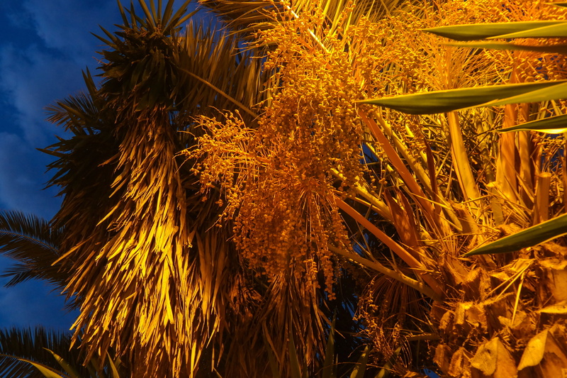 sunlight, tree, outdoors, tropical climate, 5K, day, land, tranquility, sky, date palm, palm leaf, beauty in nature, no people, dates, field, plant, nature