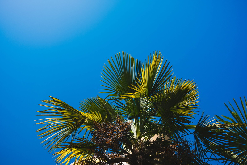 sunny, black sea, streetphotos, growth, vsco, date palm tree, tree, travel, blacksea, sea, 5K, leaf, summer, tropical tree, palm, sochi, tropical climate