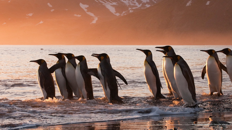 2K, penguins, island, south, georgia, Birds, king