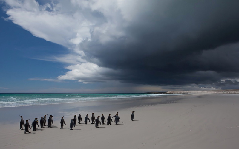 flock, sea, bird, clouds, landscape, penguin, 1080P, sky, penguins