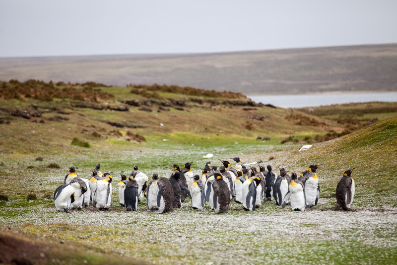 iceland, animal, bird, animals In The Wild, land, penguin, flock, penguins, outdoors, grass, group of people, crowd, waddling, wildlife, day, mammal, field