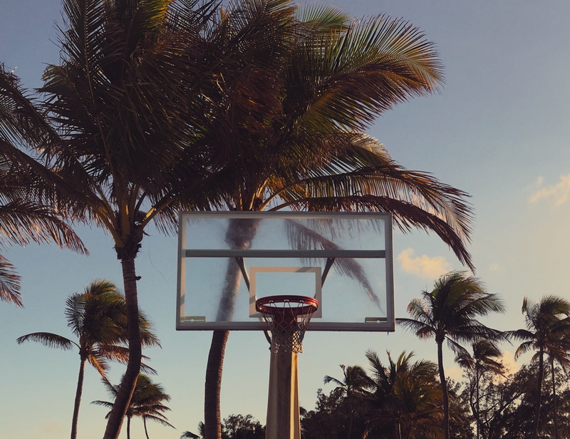 gazebo, palm leaf, basketball court, plant, tree, low angle view, nature, palm tree, no people, trees, trunk, tropical climate, set, tree trunk, green