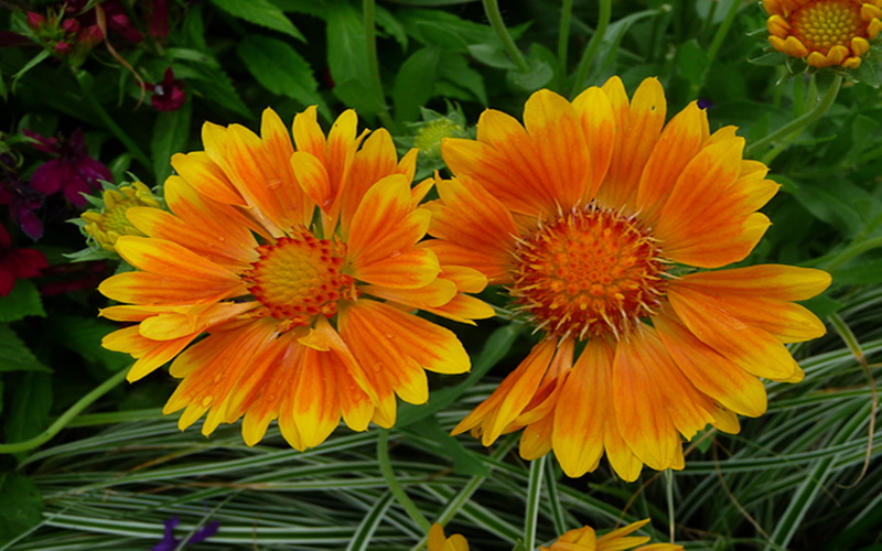 gaillarda, paris, de, terra, vivace, lemons, floral, oranges, 2K, parc, plante