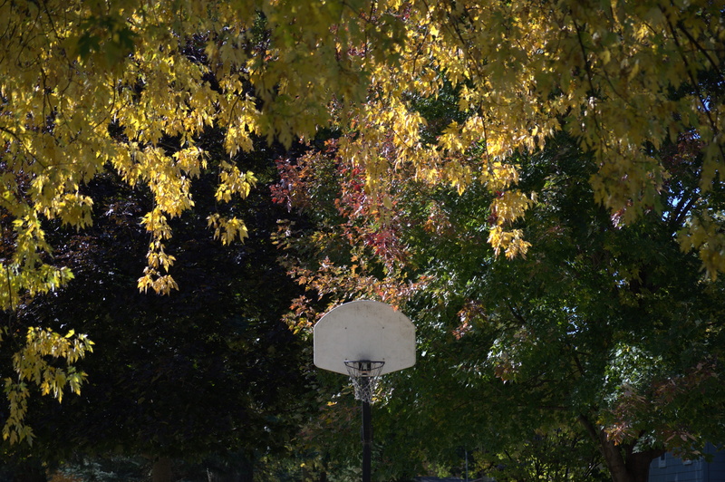 communication, backboard, Basket, plant, growth, beauty in nature, Hoop, no people, change, fall, color, tree, branch, still, Leaves, outdoors, park - man made space