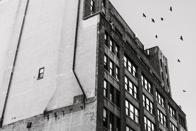 5K, day, bird, animals in the wild, flying, flock of birds, window, sky, animal, building Exterior, black And White, birds, lazy, low angle view, black