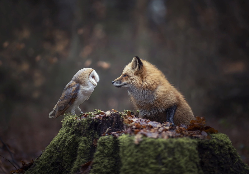 forest, animals, 1080P, fox, owl