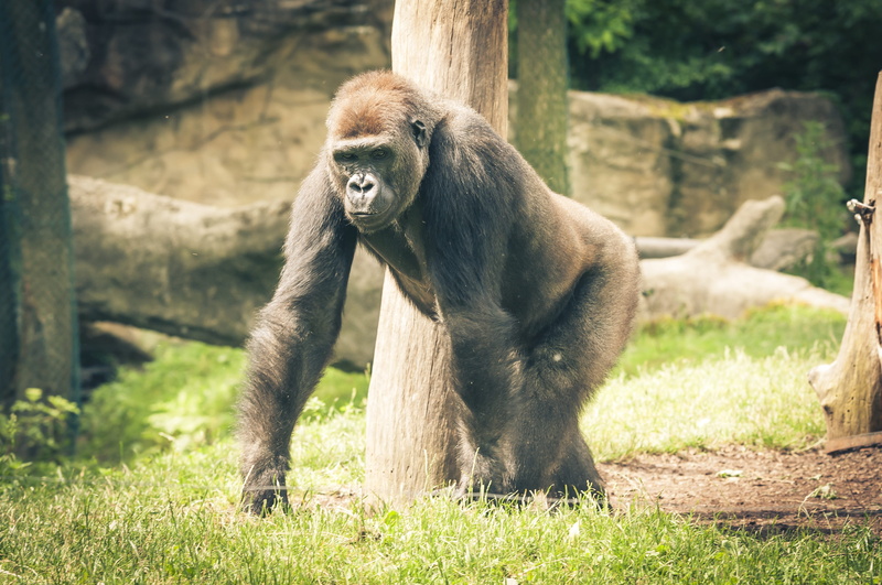 tree, primate, imposing, 4K, fear, nature, fur, animal themes, Ape, outdoors, silvery grey, powerful, plant, Monkey, gorilla, animal, day, large, animal wildlife