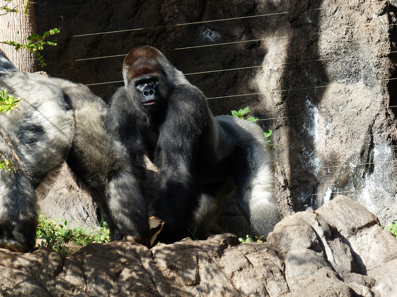 animal, silverback, outdoors, sitting, silvery grey, imposing, day, wildlife, no people, mountain gorilla, solid, black, animal wildlife, primate, Ape