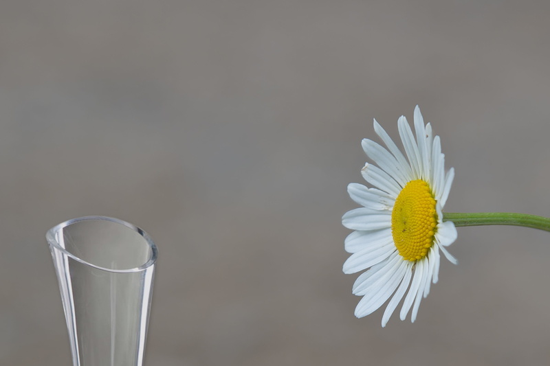 gray, copy space, close-up, daisy, flower, flower head, Mage, Flower, plant, beauty in nature, freshness, mage rides, gray background, nature, indoors