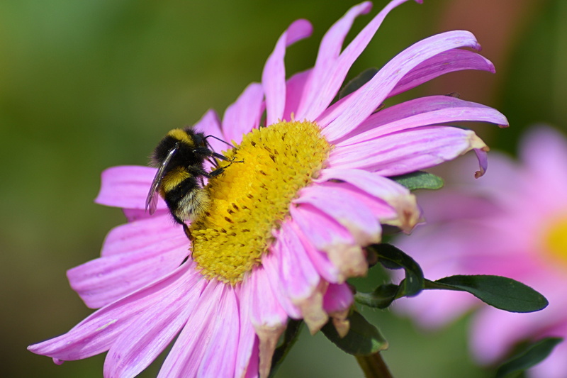 pink color, beauty in nature, vulnerability, flowering plant, animals in the wild, bornholm, nature, bumblebee, freshness, bloom, mage rides, animal themes
