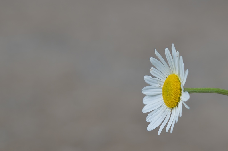 pollen, copy space, flower head, plant, close-up, no people, flowering plant, indoors, growth, flower, mage rides, image painting, fragility, yellow, nature