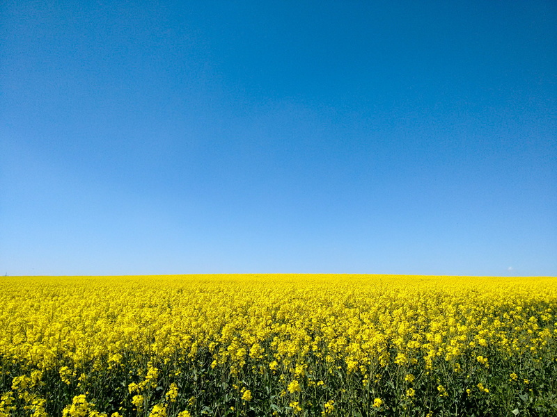 plant, Oilseed Rape, growth, agriculture, rapeseed, fields, flower, outdoors, tranquility, field of rapeseeds, rape blossom, clear sky, bright, no people