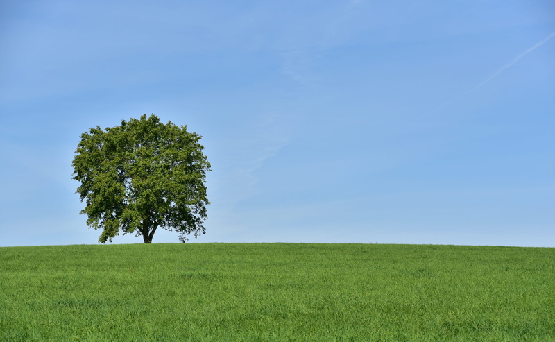 clear sky, growth, clean, field, meadow, tranquil scene, partly cloudy, grass, nature, landscape, tranquility, scenics - nature, alone, mood, purely, blue