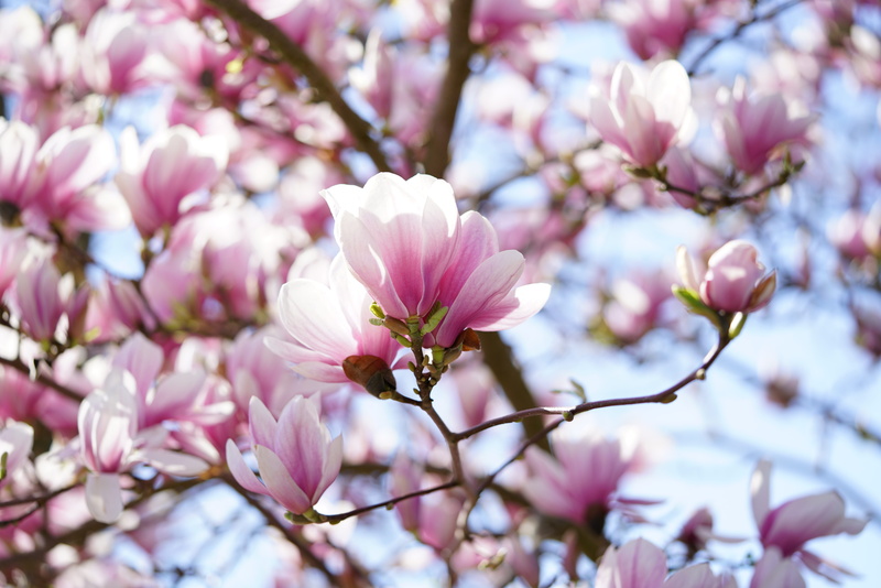 reddish, no people, magnolia × soulangeana, yulan magnolia, magnolia denudata, tulip magnolia, magnolia blossom, blossom, fragility, springtime, plant