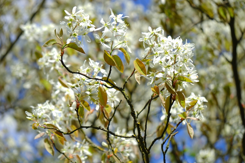 color Image, tree, no People, blütenmeer, large, close-up, flower, focus on foreground, season, Flowers, day, kernobstgewaechs, White, vulnerability, 5K